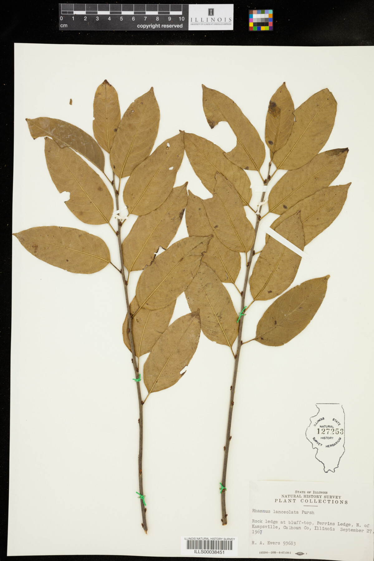 Rhamnus lanceolata image