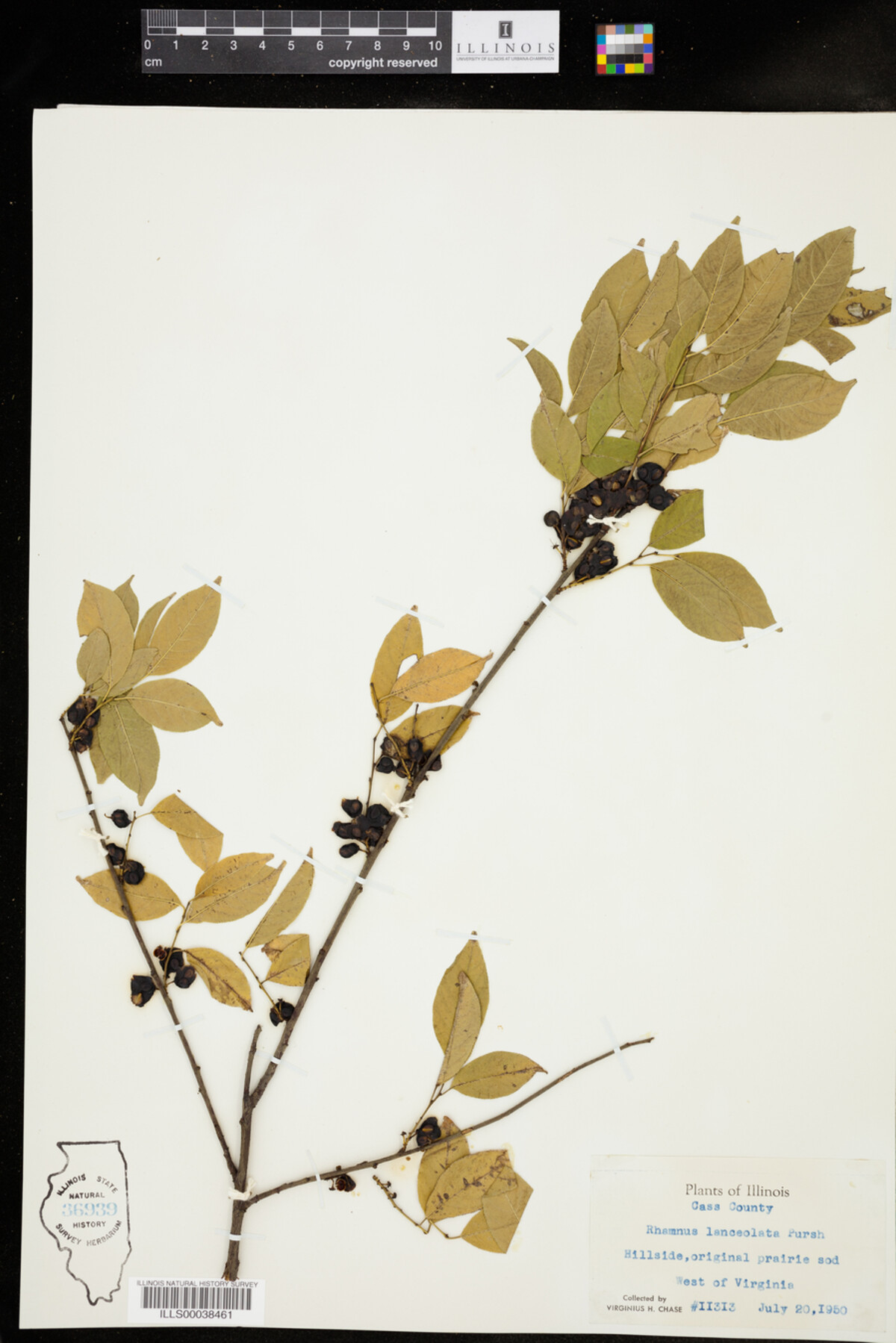 Rhamnus lanceolata image