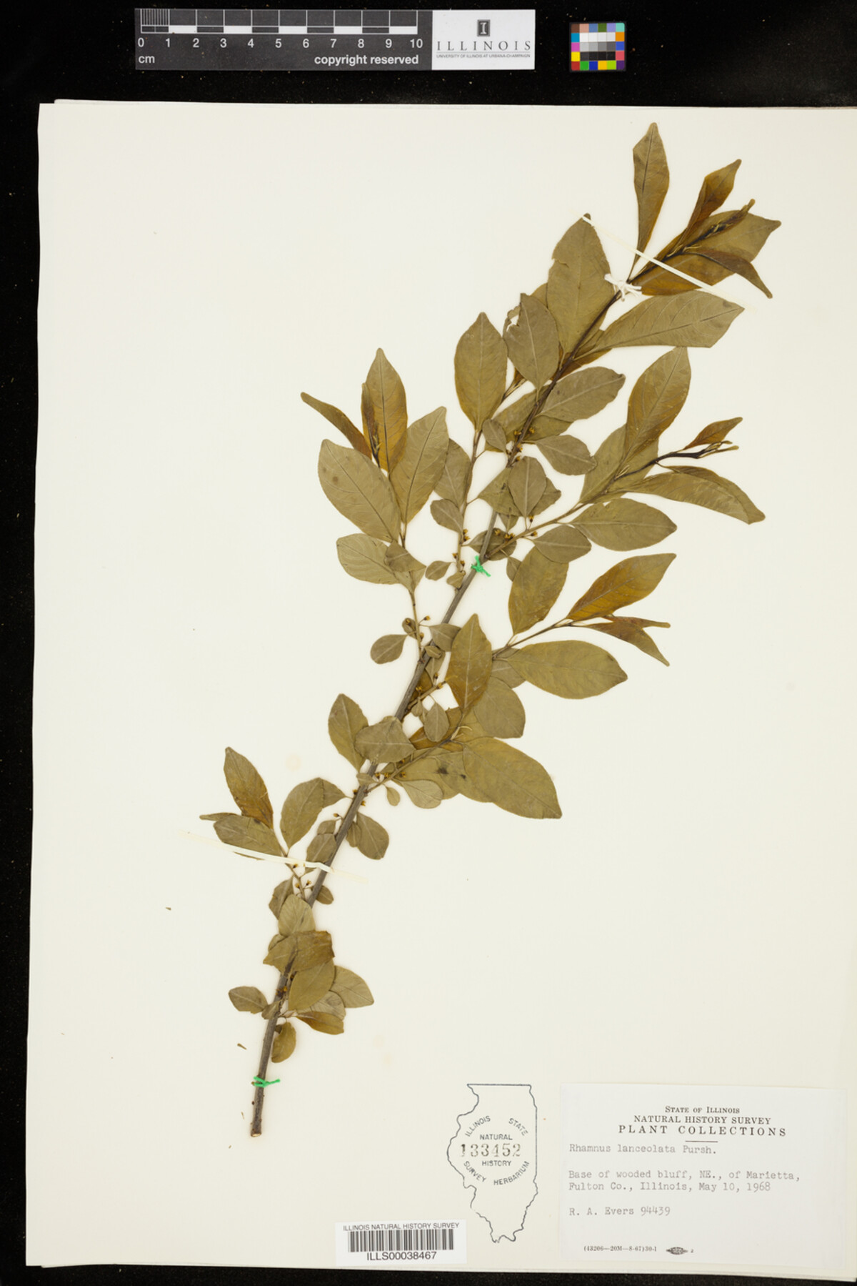 Rhamnus lanceolata image