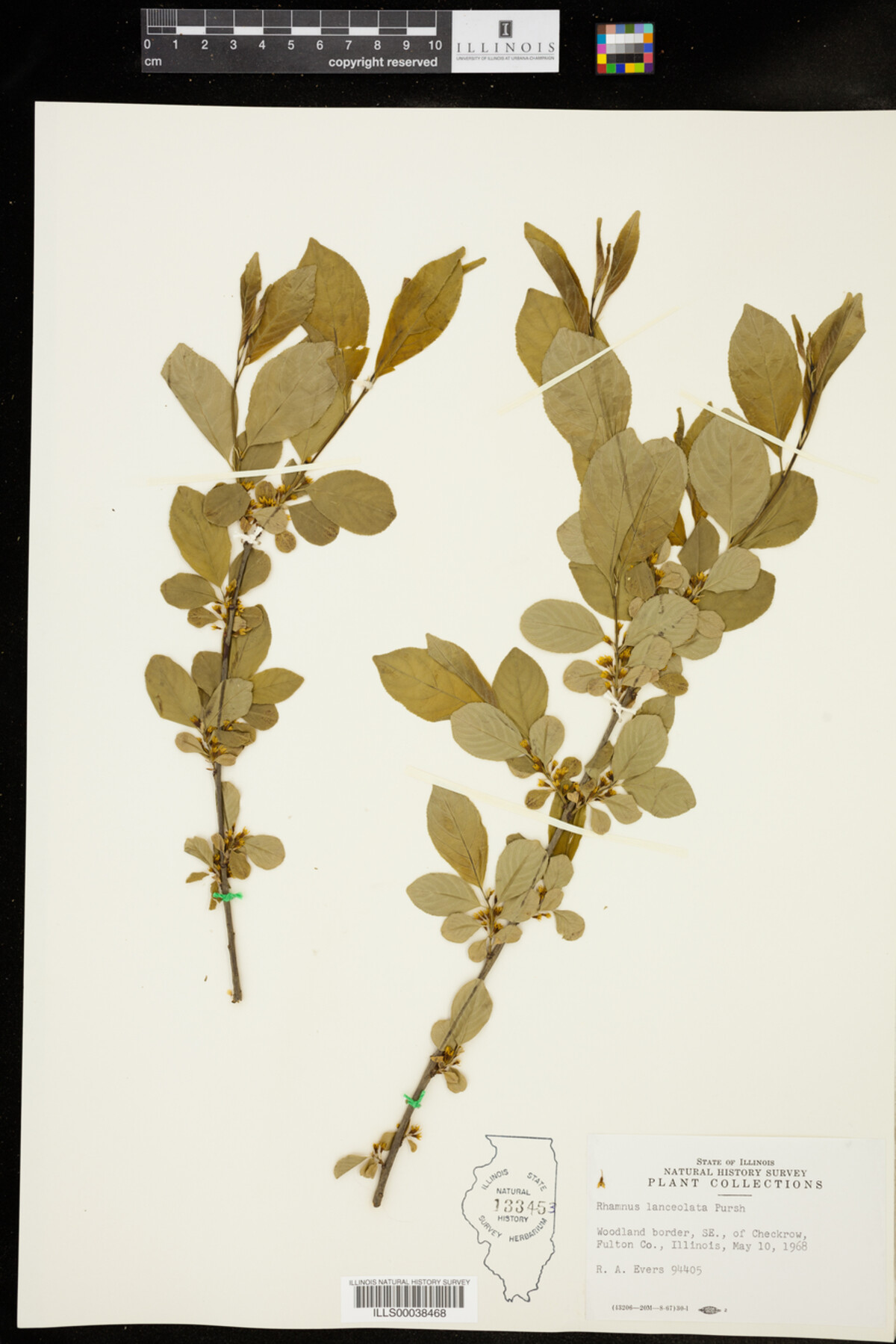 Rhamnus lanceolata image