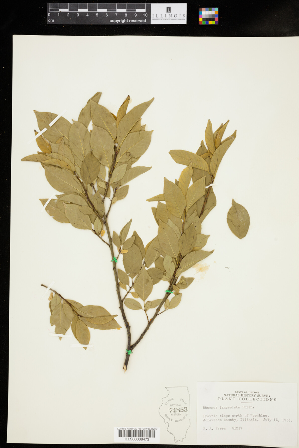 Rhamnus lanceolata image