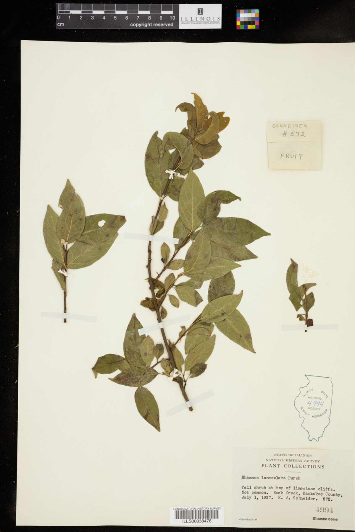 Rhamnus lanceolata image