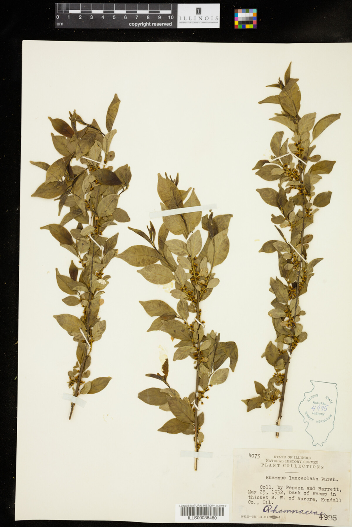 Rhamnus lanceolata image
