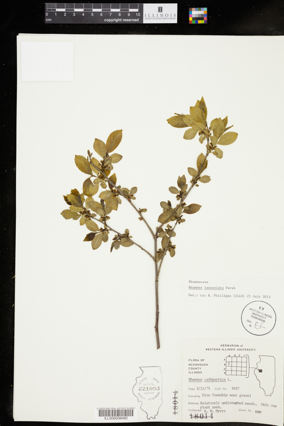 Rhamnus lanceolata image