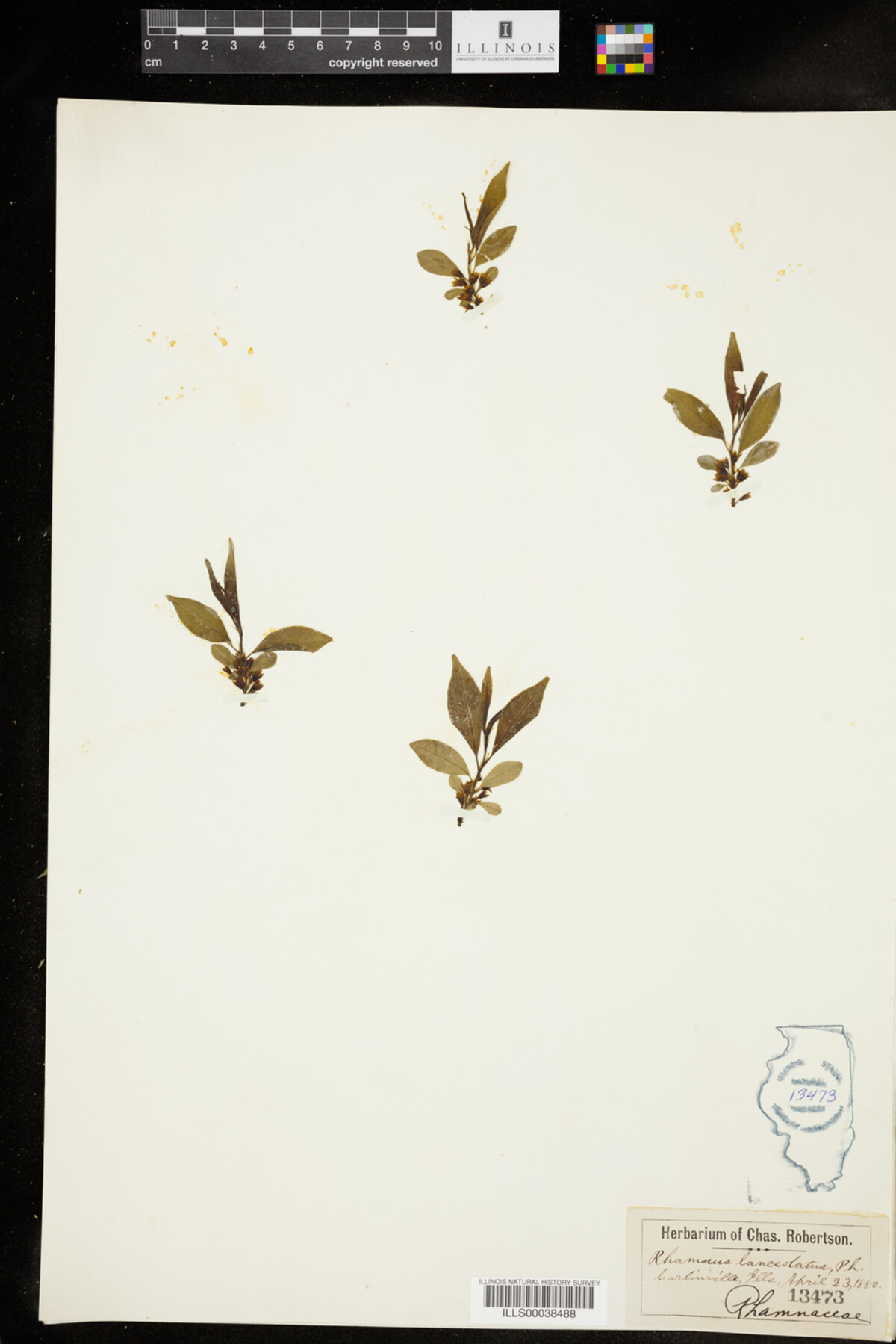 Rhamnus lanceolata image