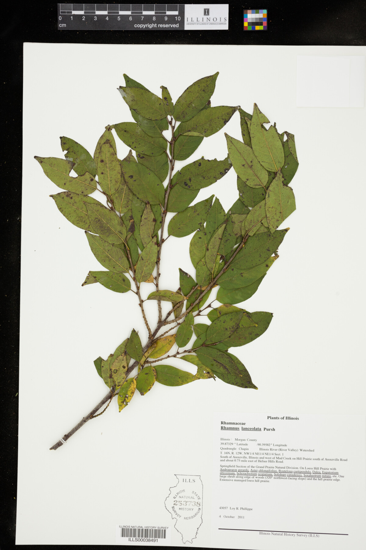 Rhamnus image