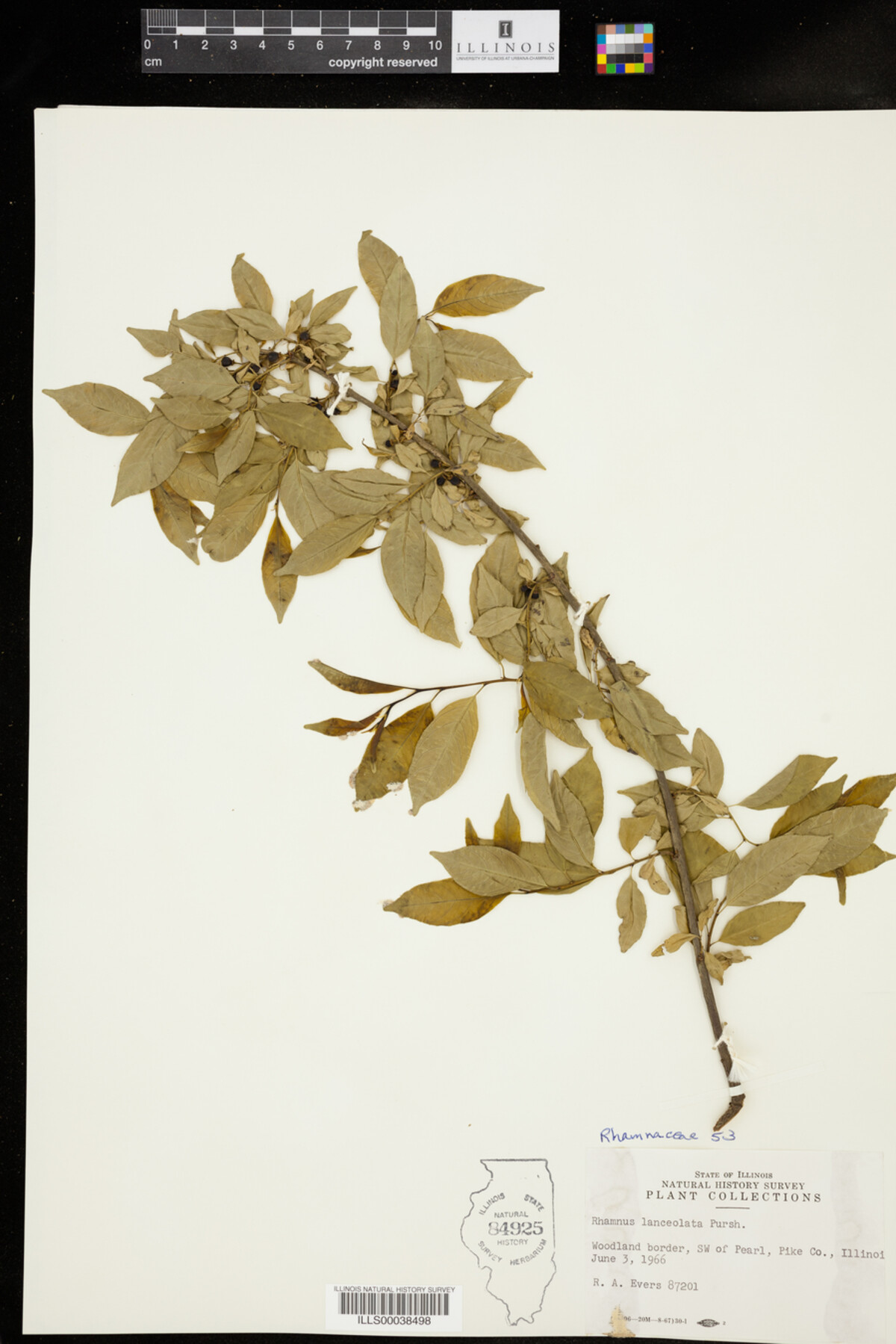 Rhamnus lanceolata image