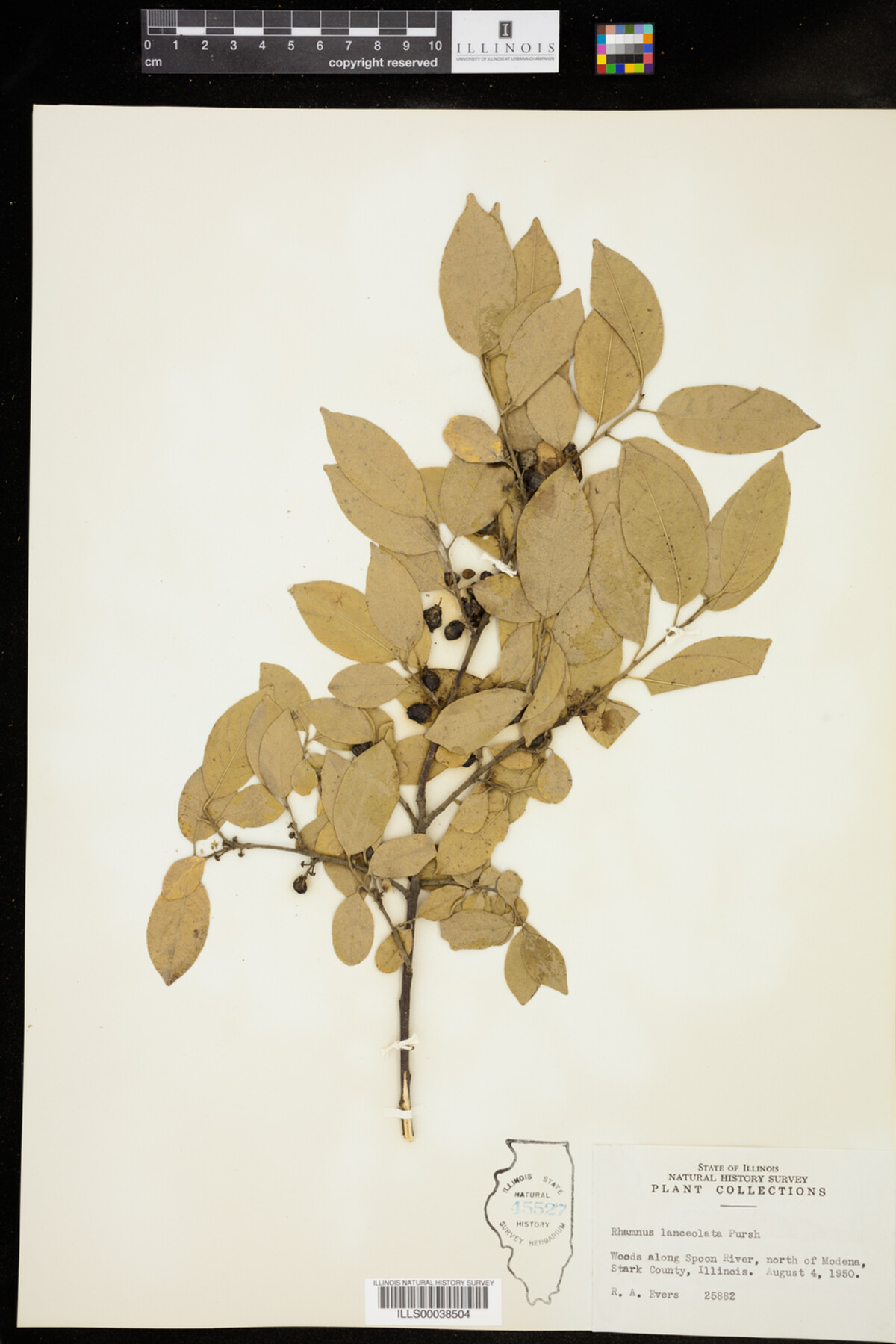 Rhamnus lanceolata image