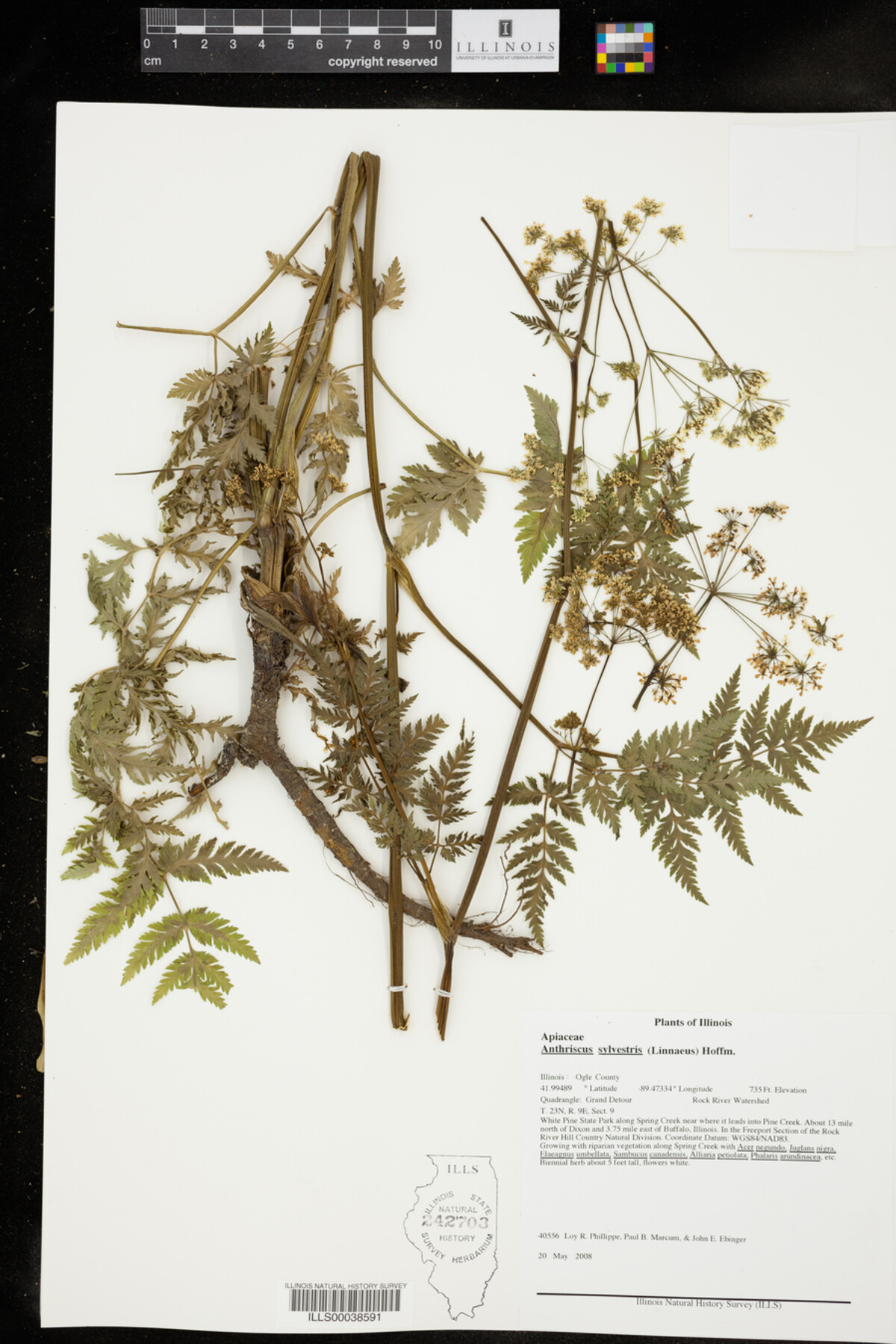 Anthriscus sylvestris image