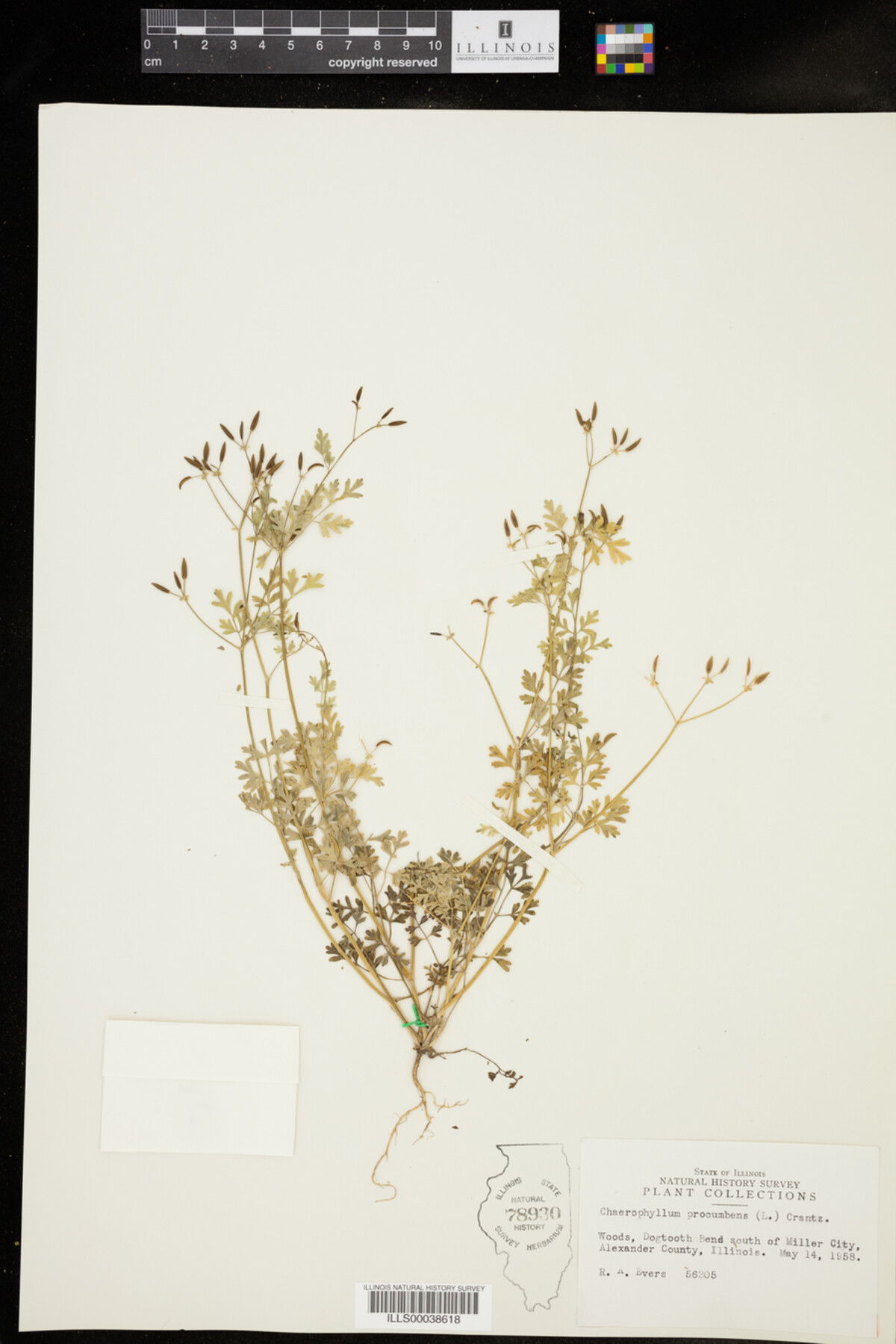 Chaerophyllum procumbens image