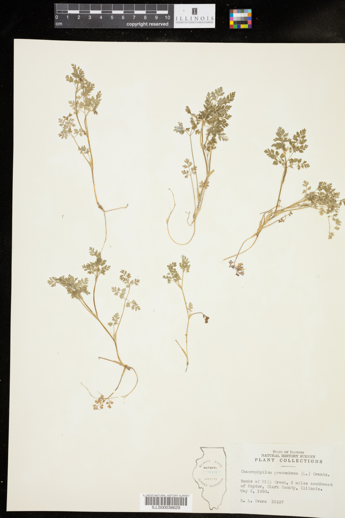 Chaerophyllum procumbens image