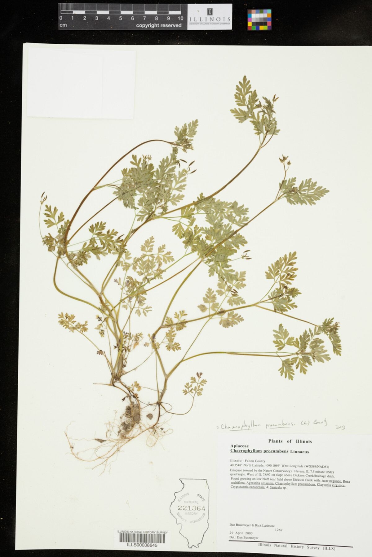 Chaerophyllum procumbens image