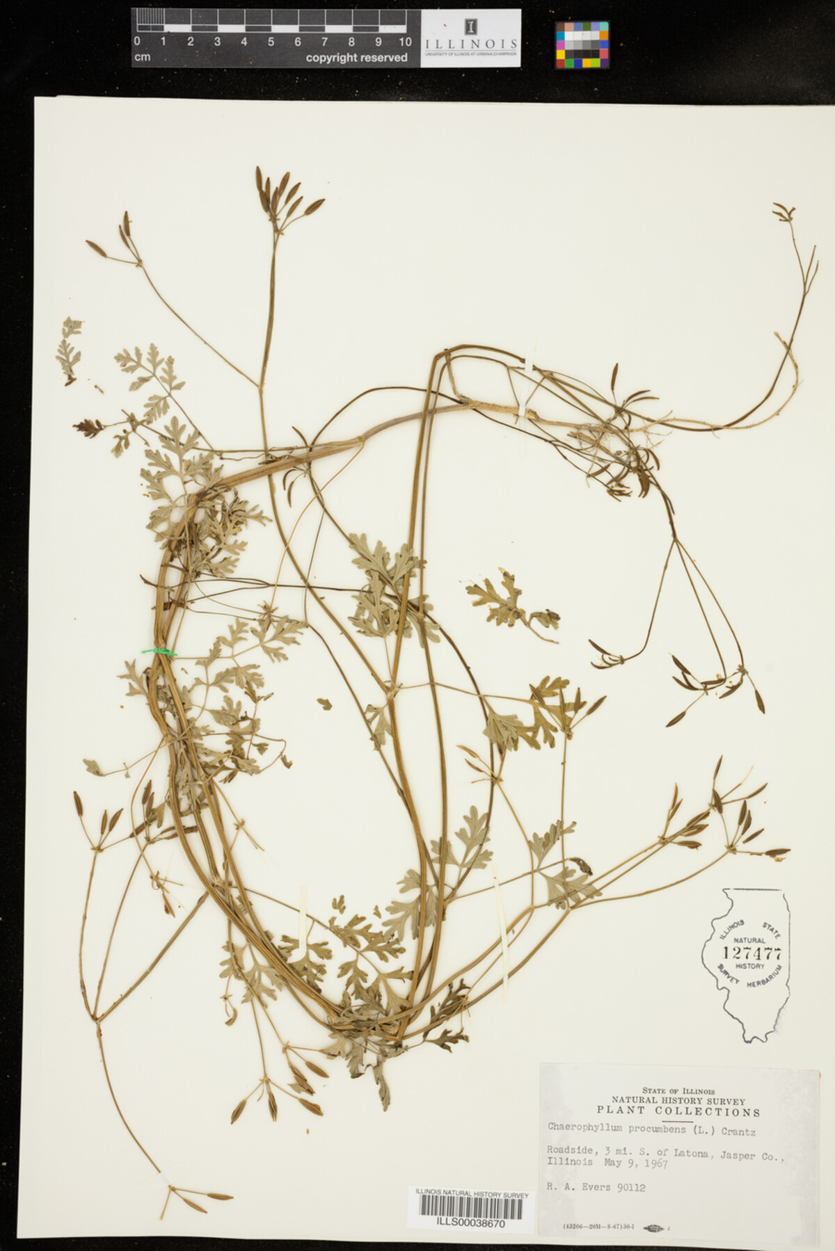 Chaerophyllum image