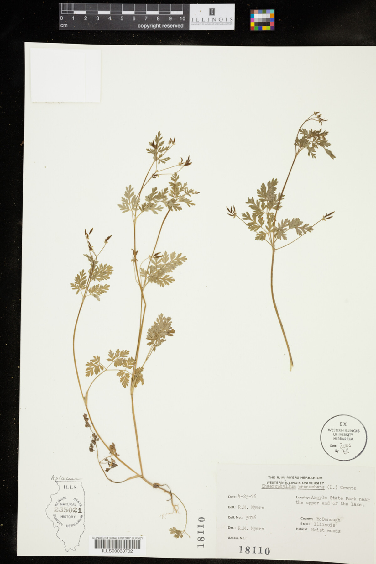 Chaerophyllum procumbens image