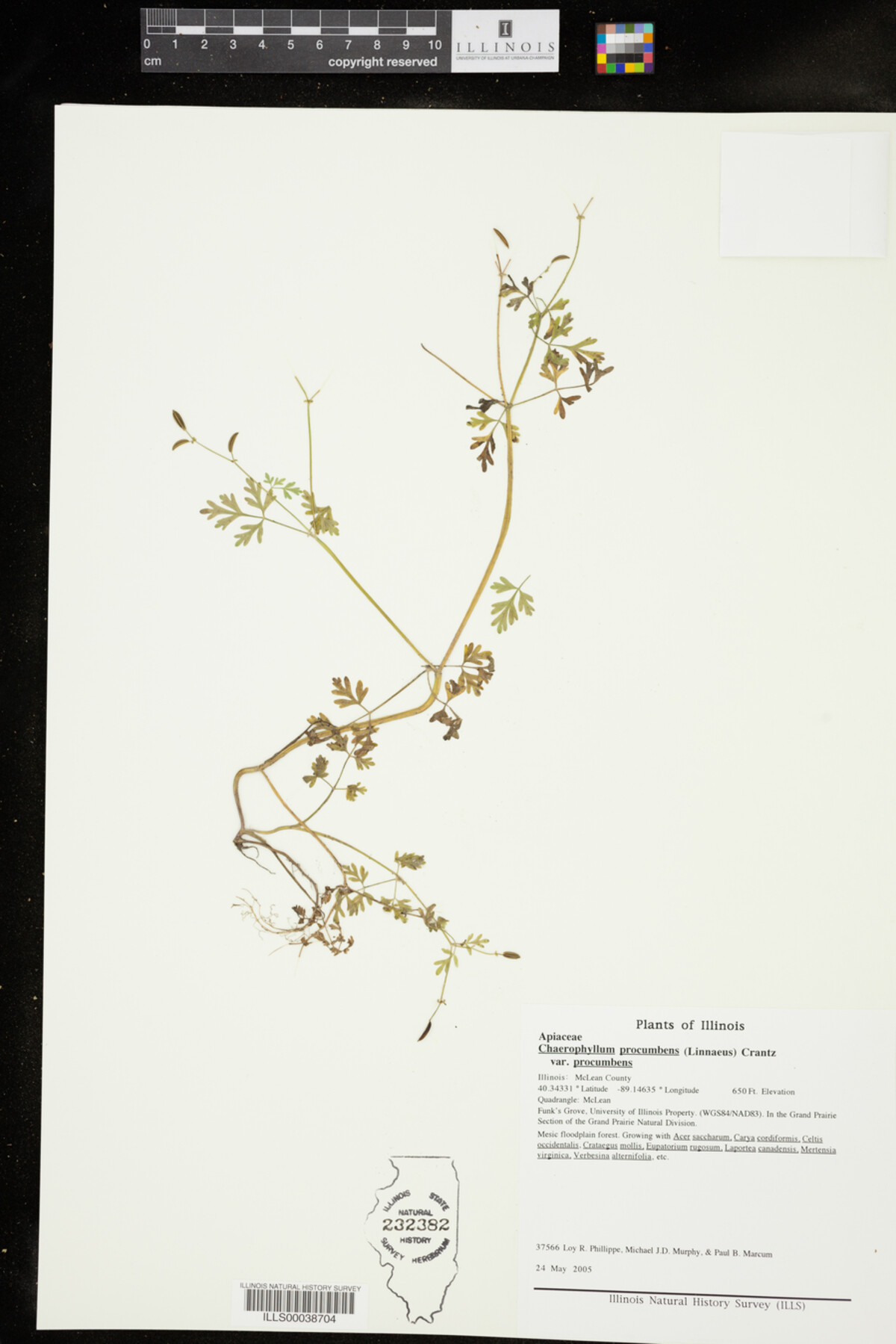 Chaerophyllum procumbens var. procumbens image