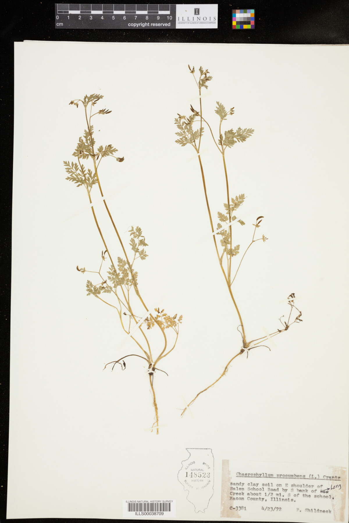 Chaerophyllum procumbens image
