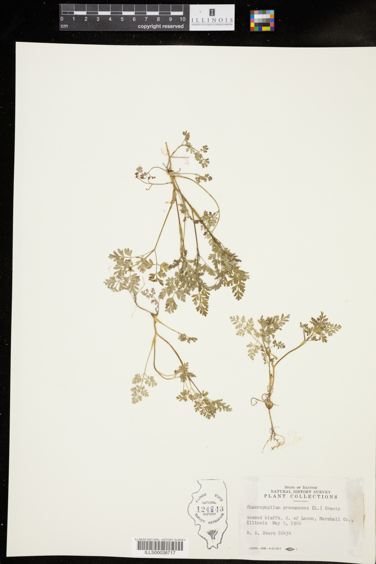 Apiaceae image