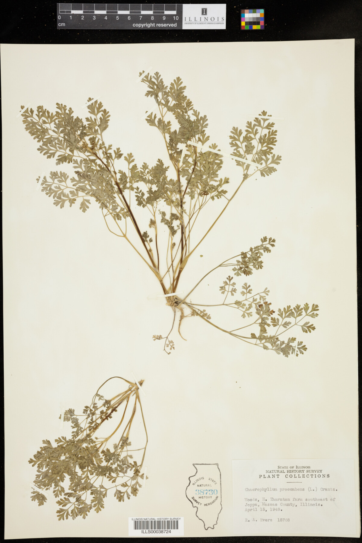 Chaerophyllum image