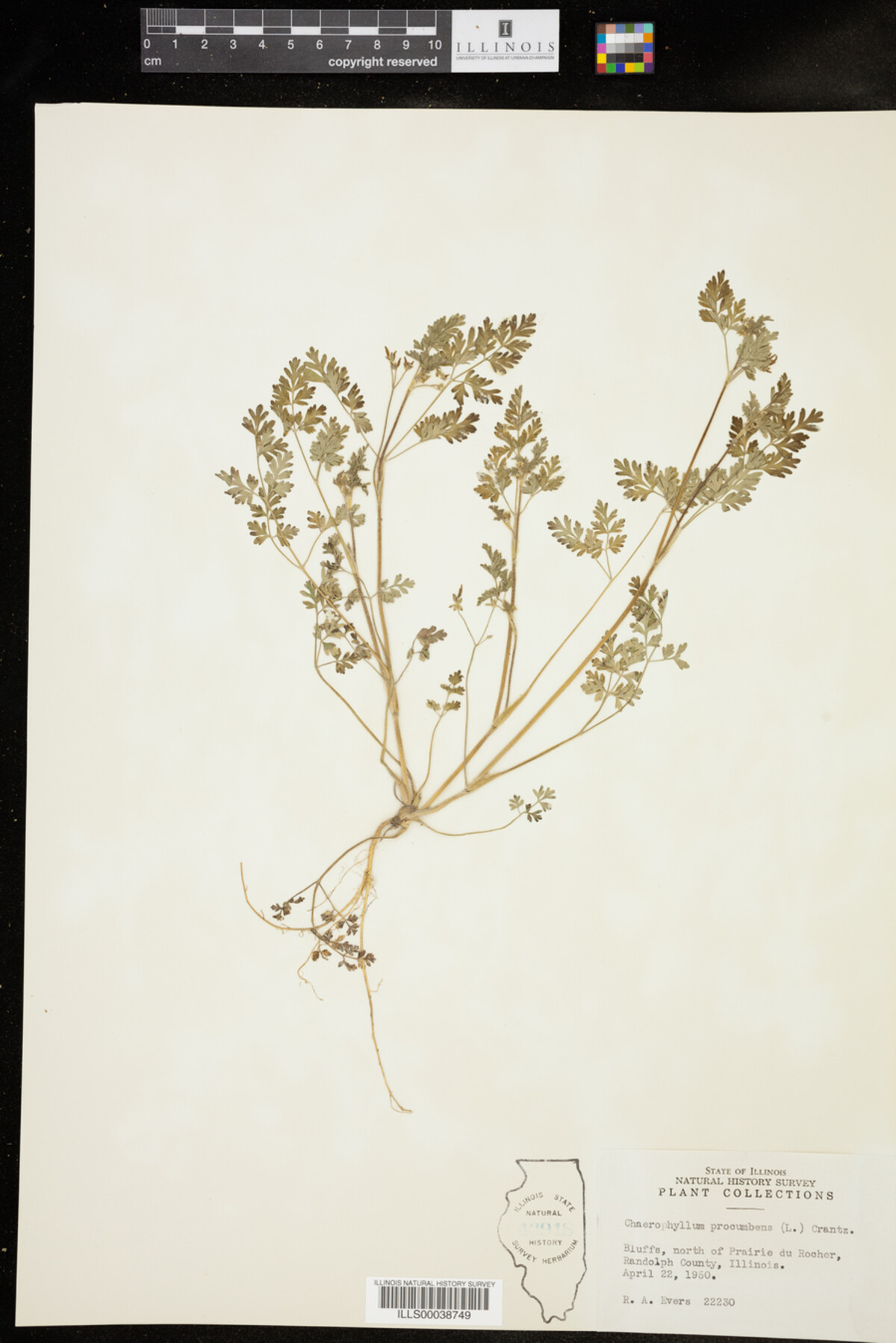Chaerophyllum procumbens image