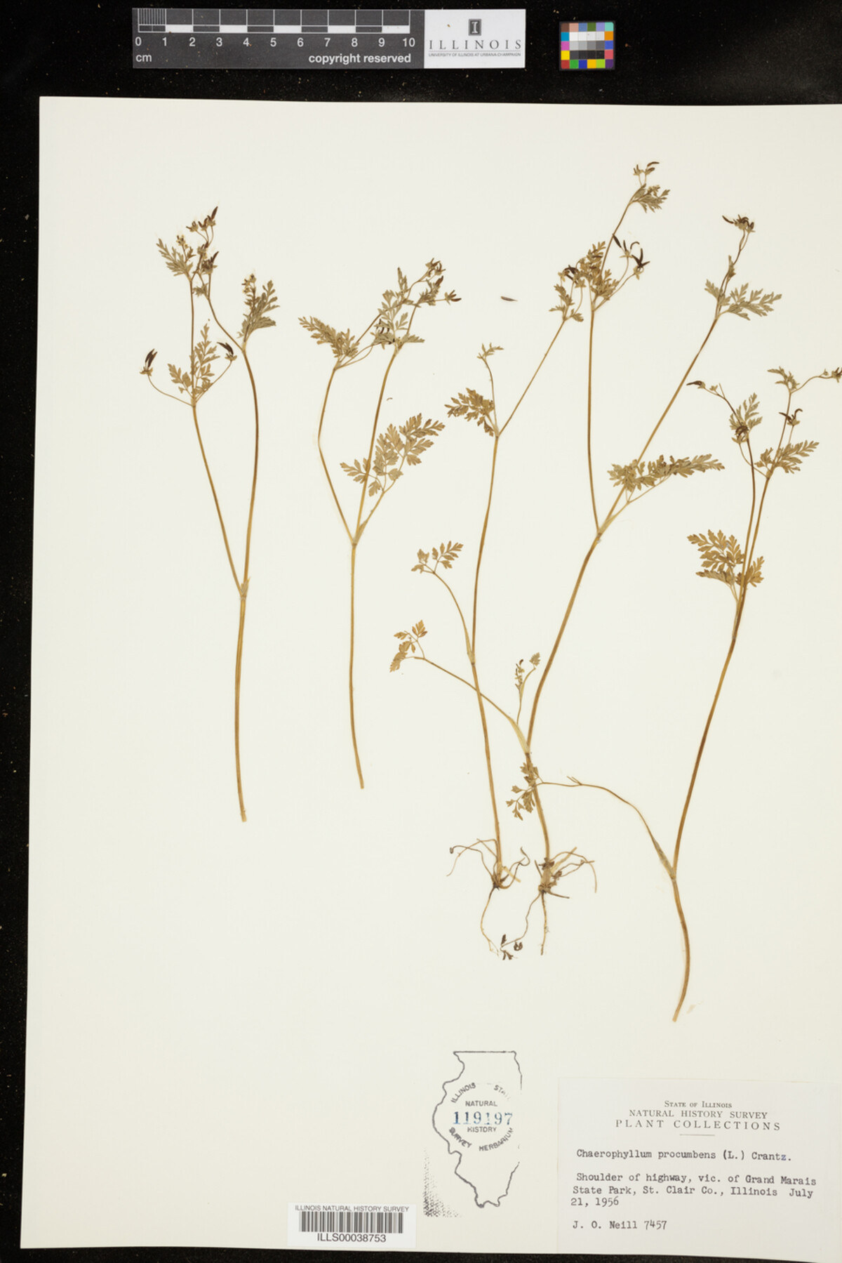 Chaerophyllum procumbens image