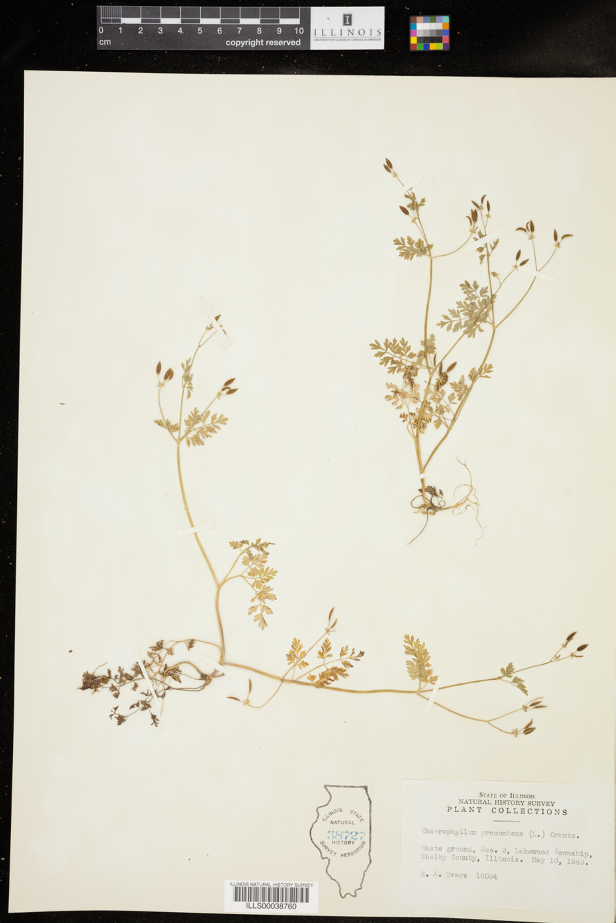 Chaerophyllum procumbens image