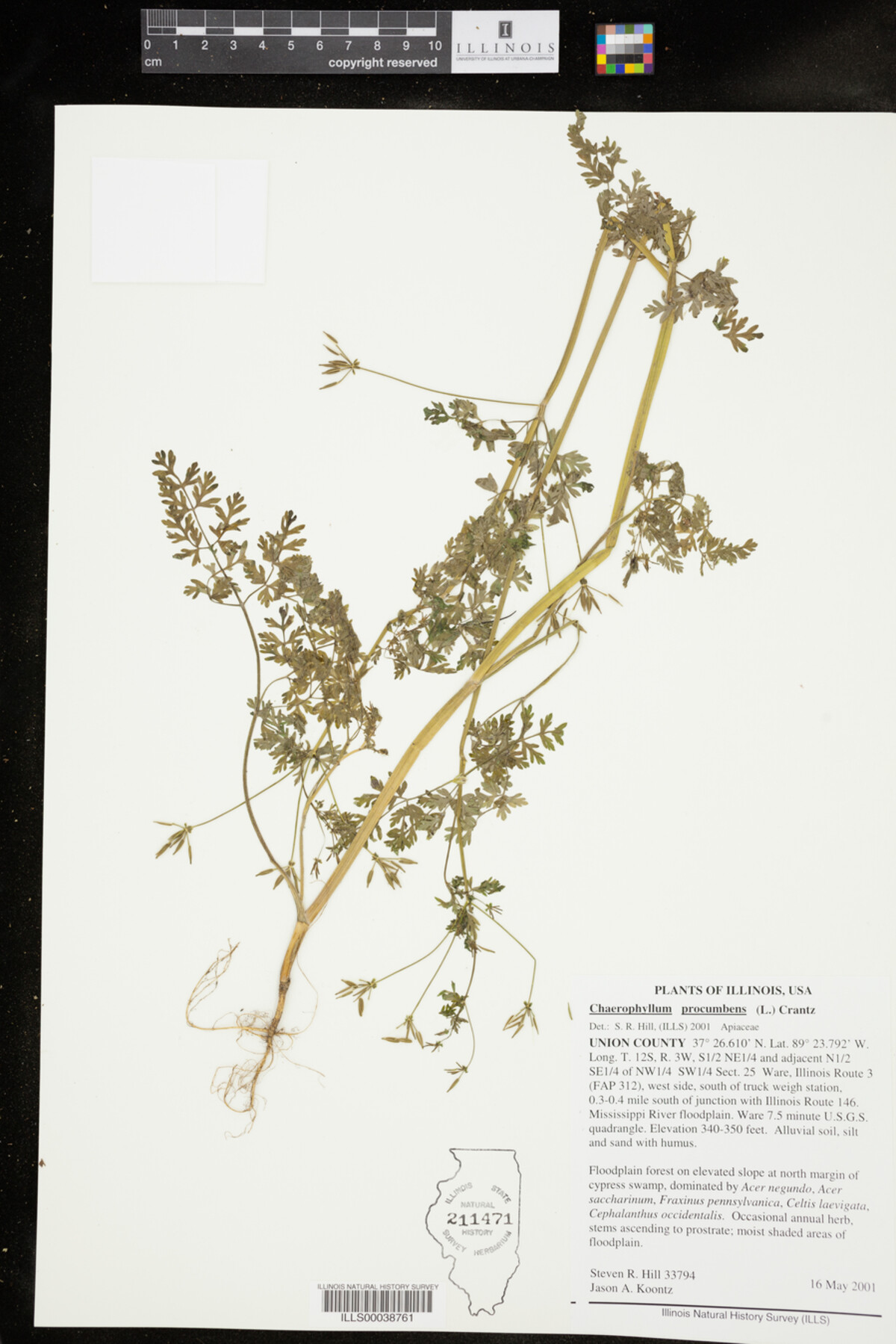 Apiaceae image