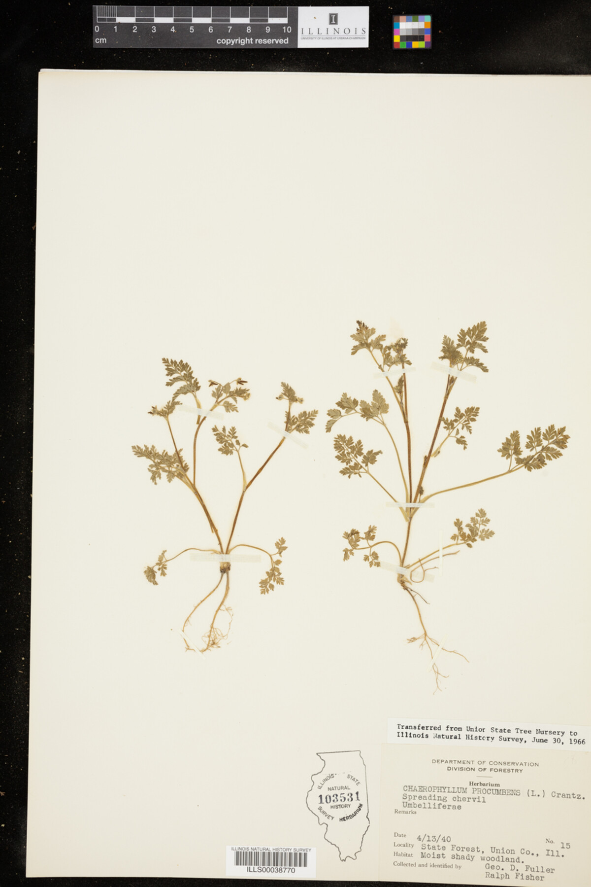 Chaerophyllum procumbens image