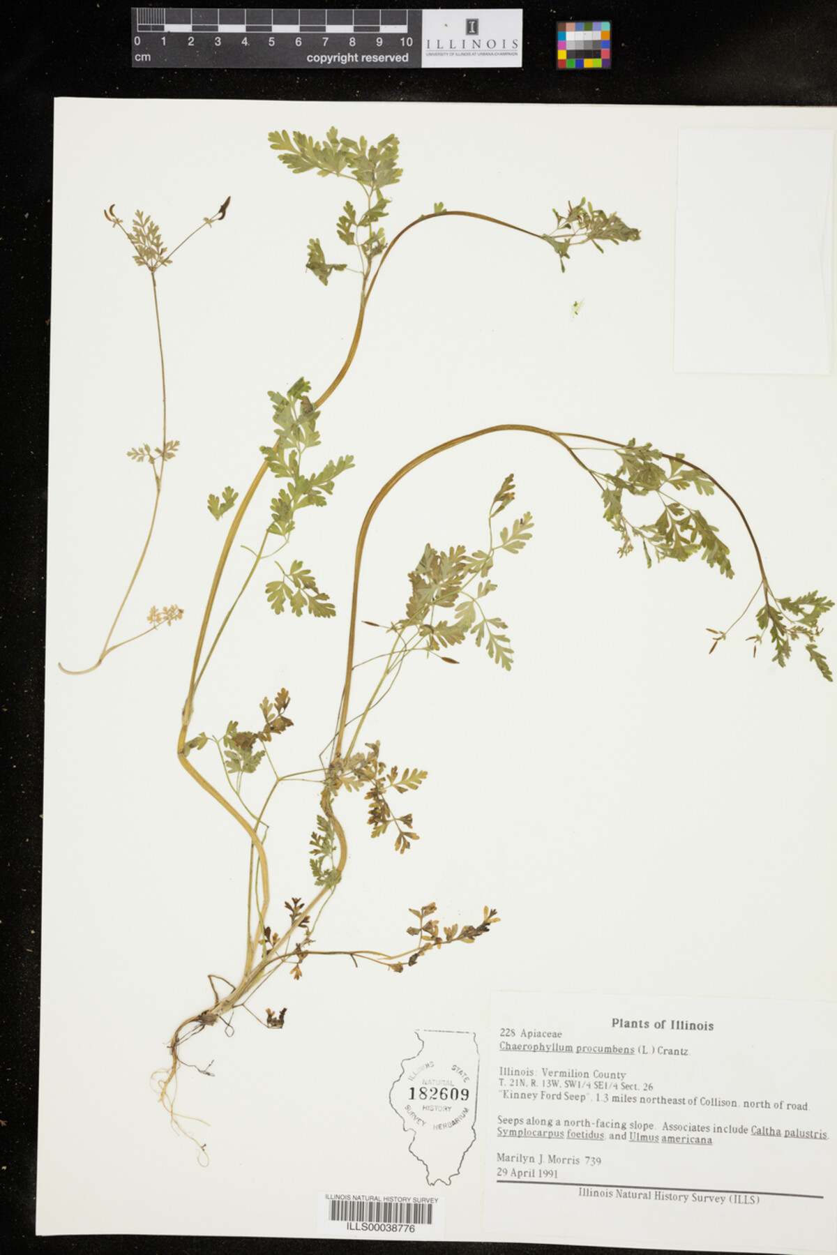 Chaerophyllum procumbens image