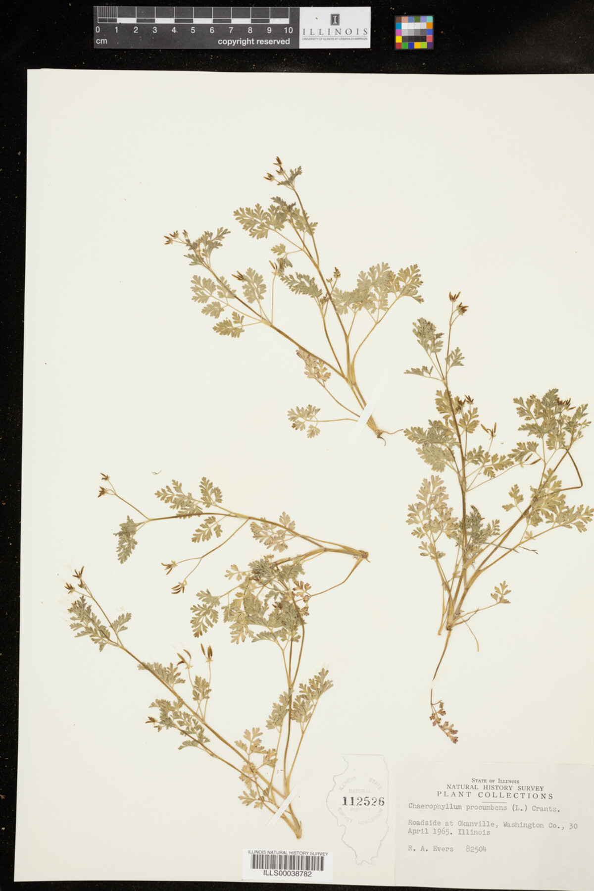 Chaerophyllum procumbens image