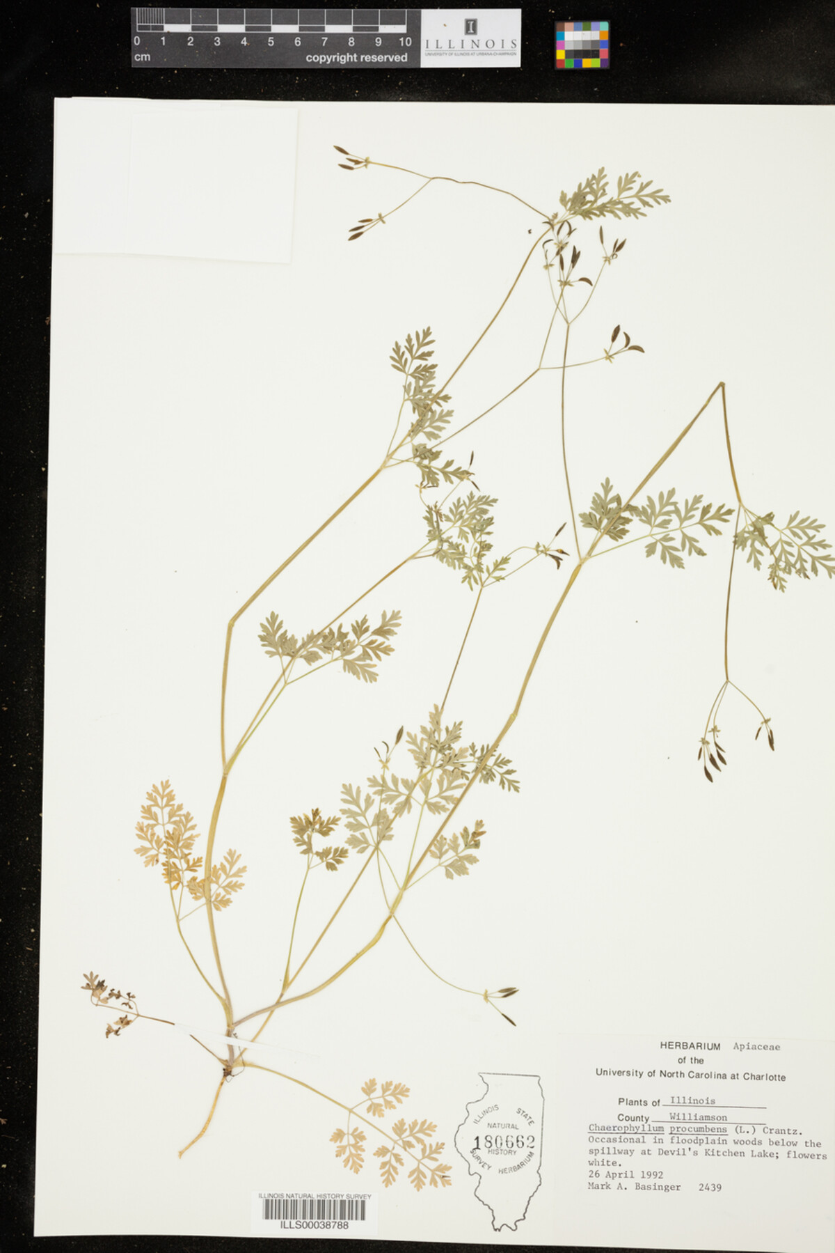 Chaerophyllum procumbens image