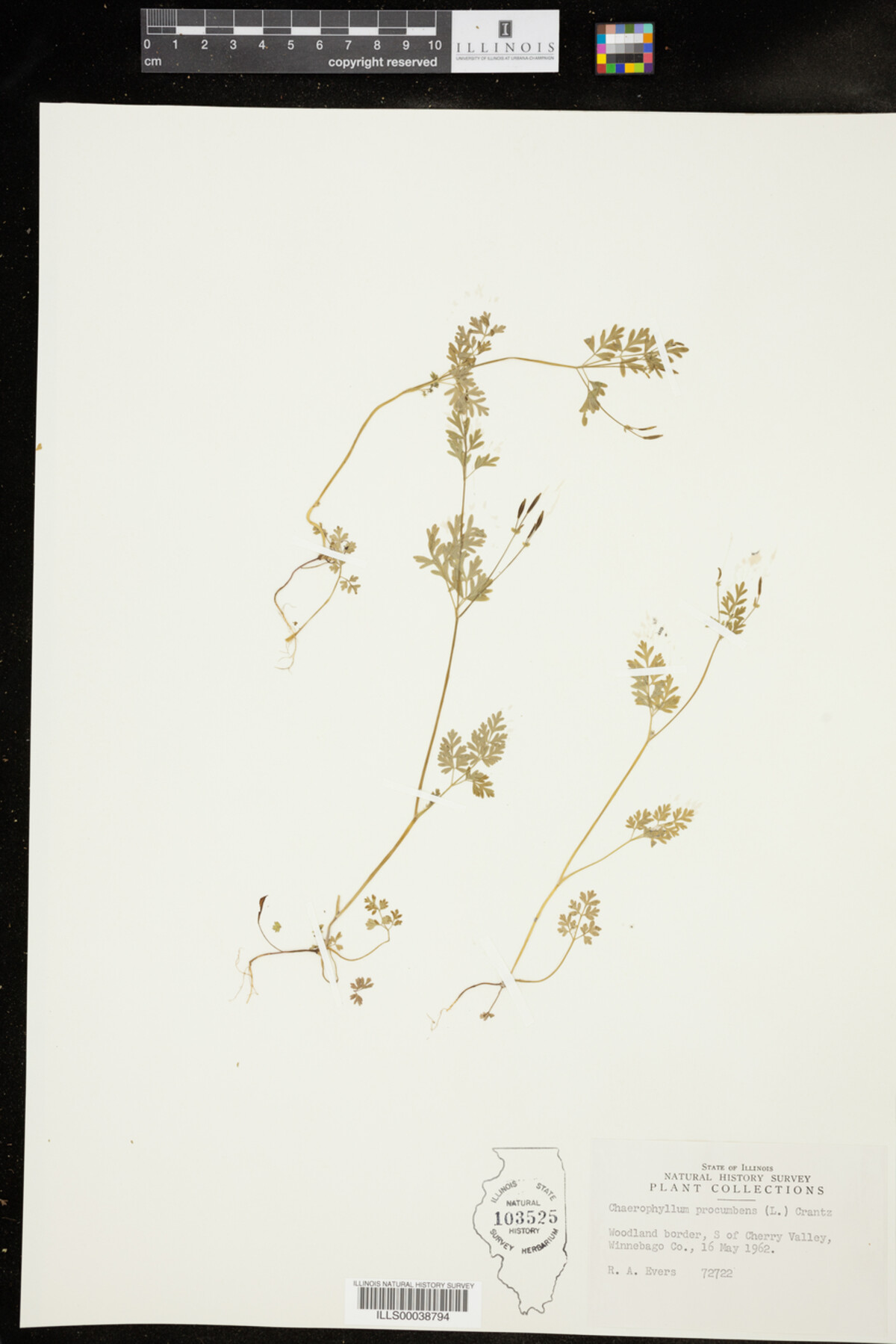 Chaerophyllum image