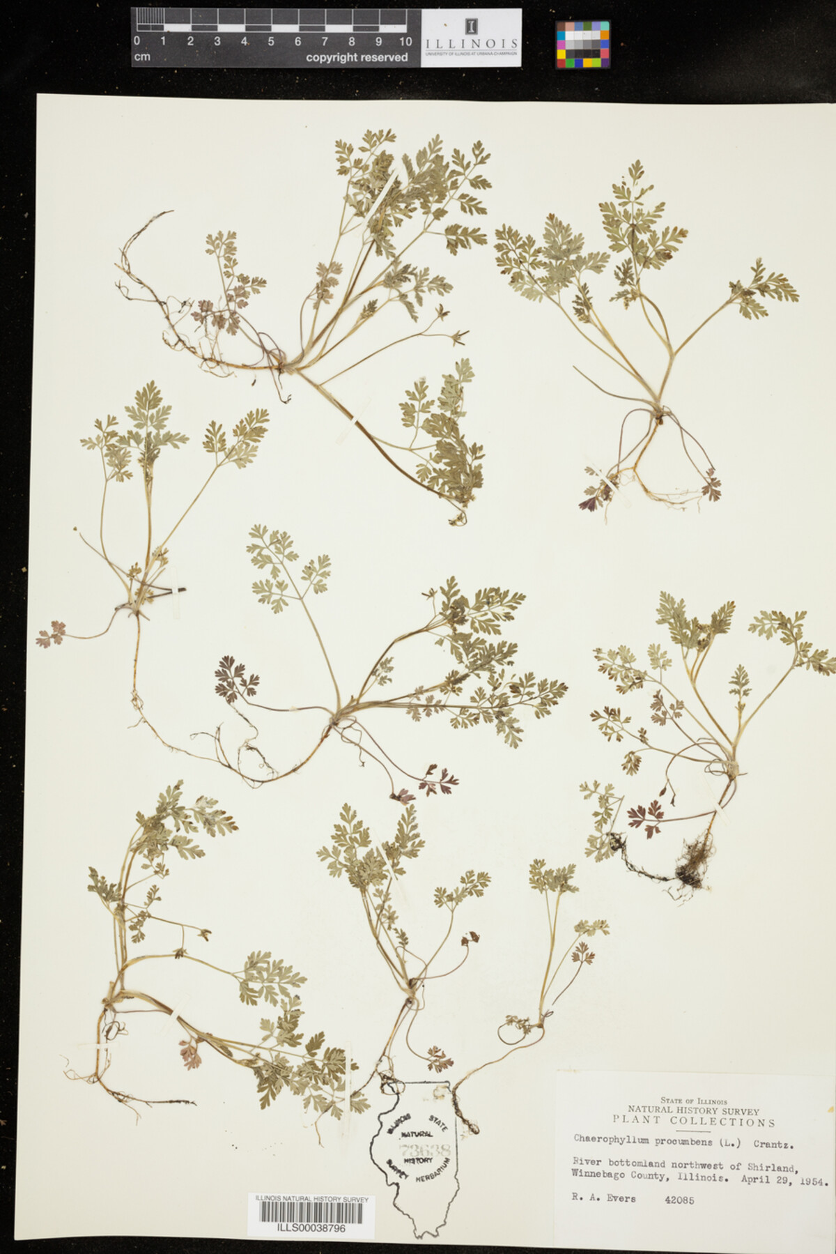 Chaerophyllum procumbens image