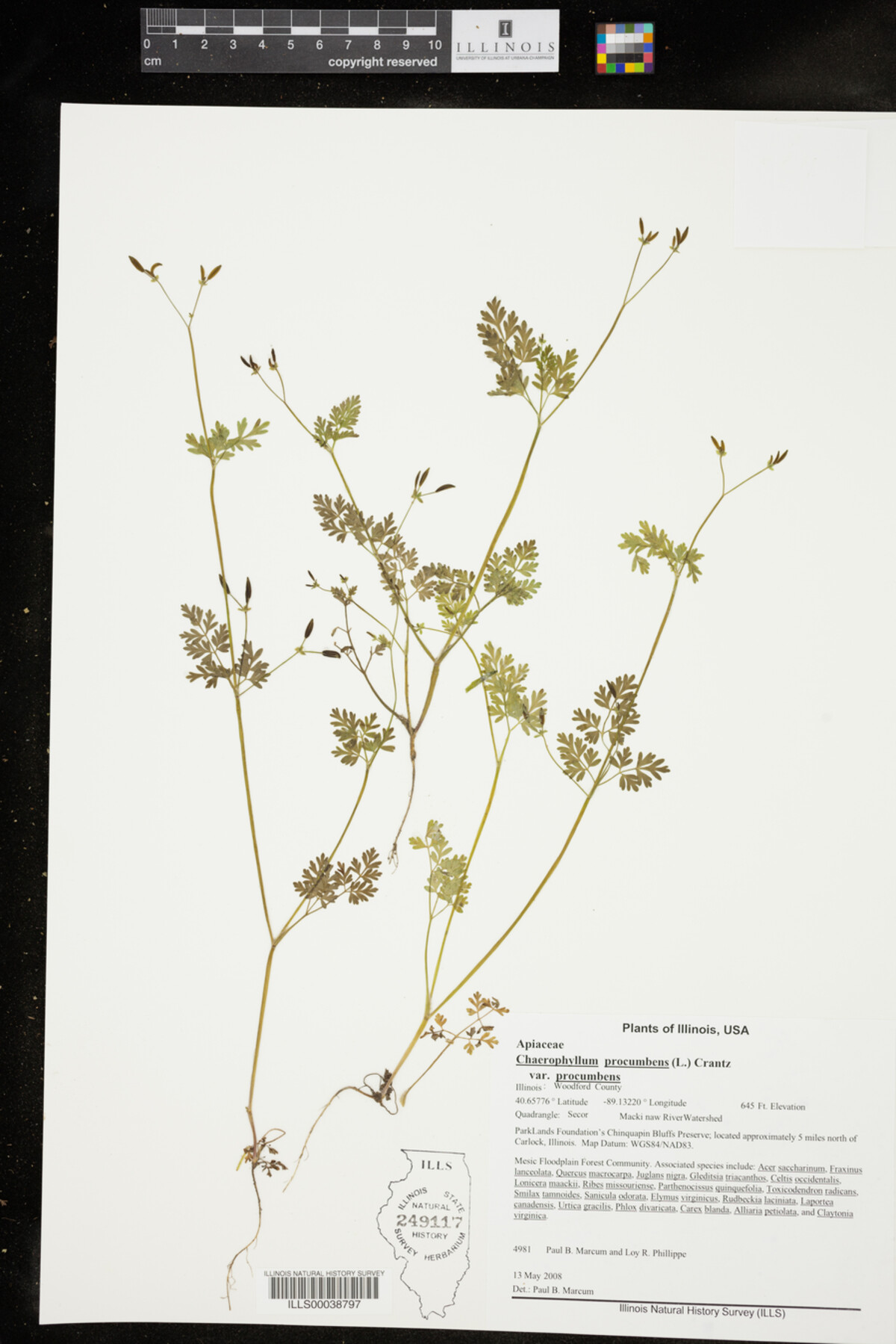 Chaerophyllum procumbens var. procumbens image