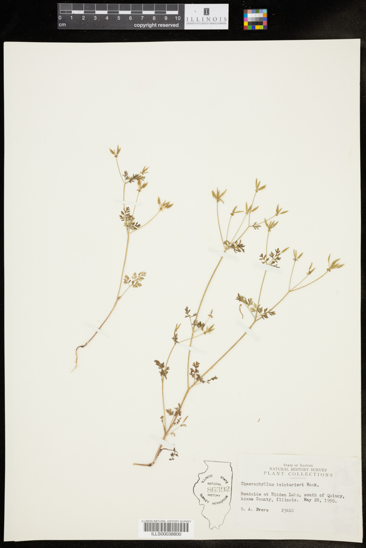 Chaerophyllum tainturieri image