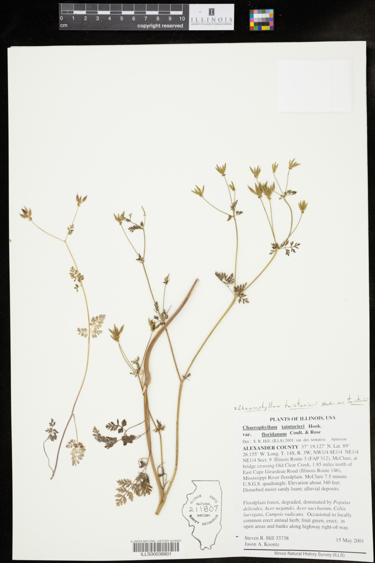 Chaerophyllum tainturieri var. tainturieri image