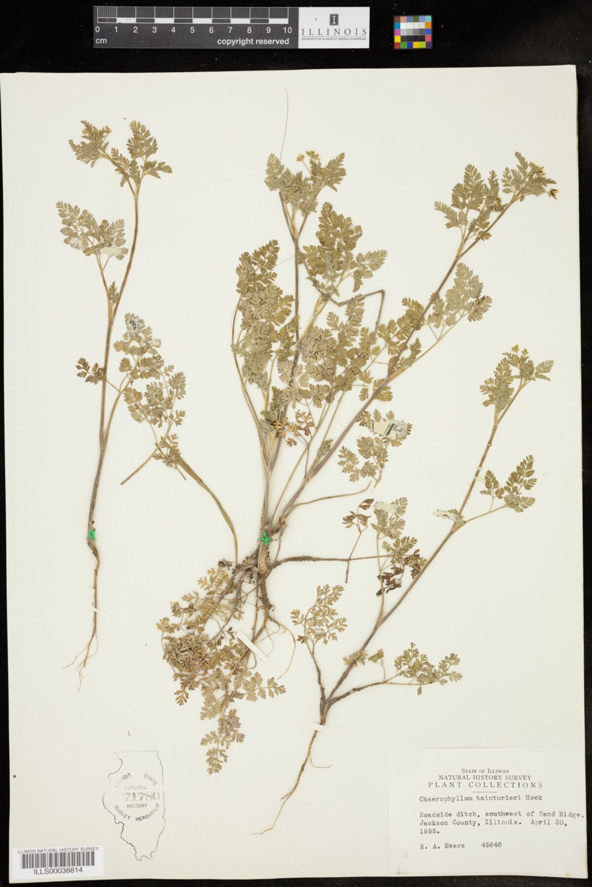 Chaerophyllum tainturieri image