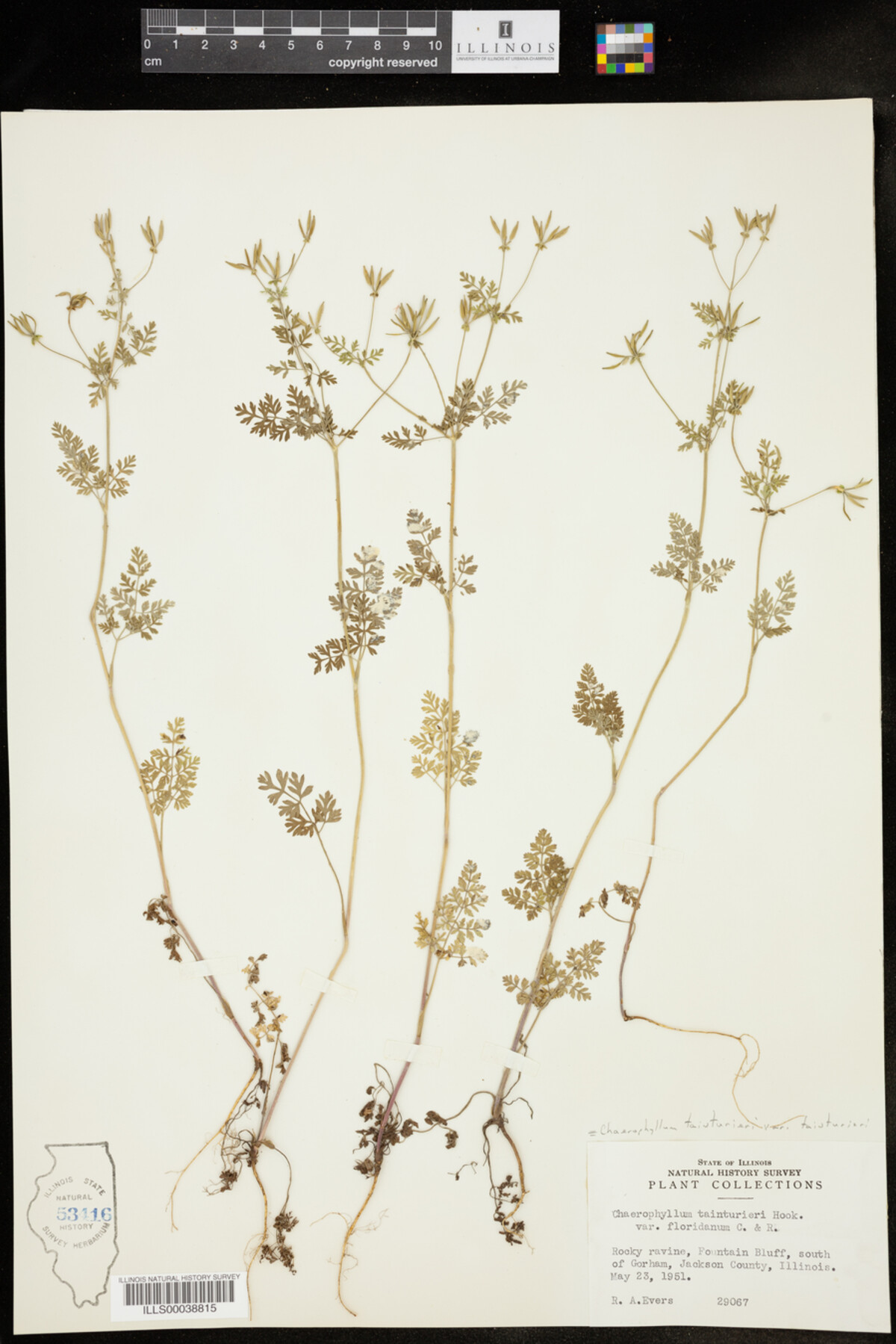 Chaerophyllum image