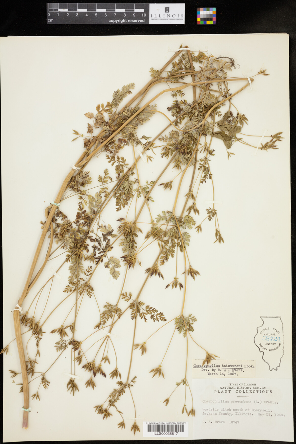 Chaerophyllum tainturieri image