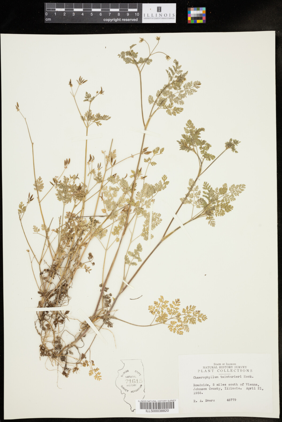 Chaerophyllum tainturieri image