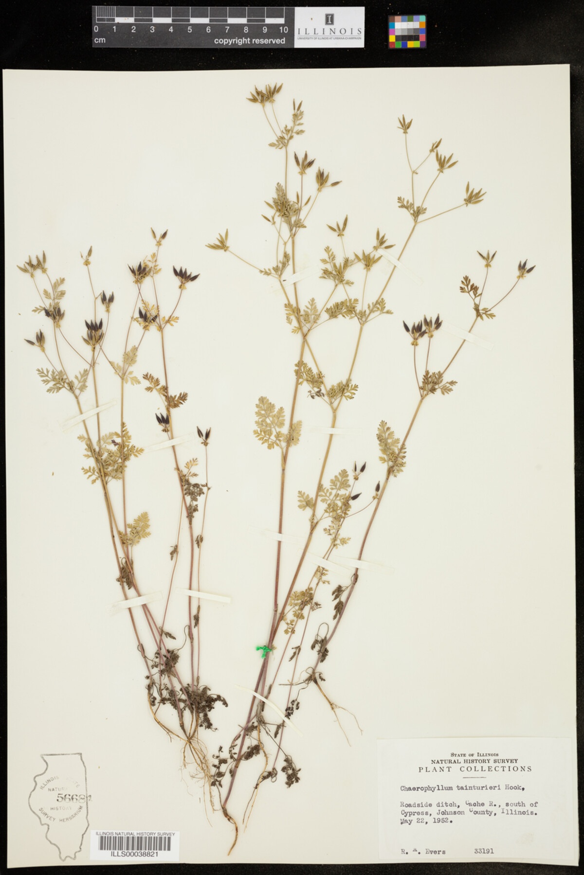 Chaerophyllum tainturieri image