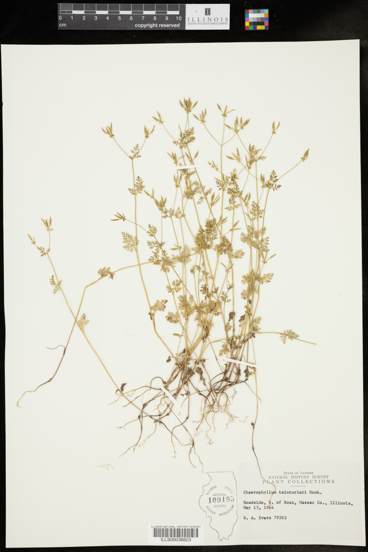 Chaerophyllum tainturieri image