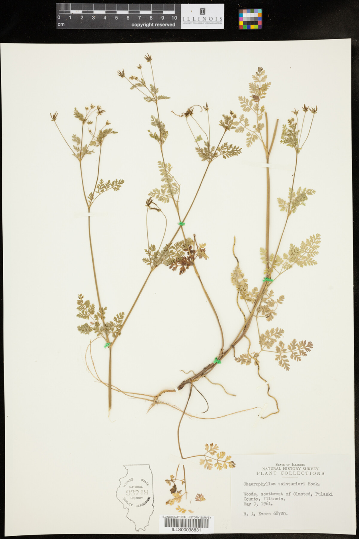 Chaerophyllum image