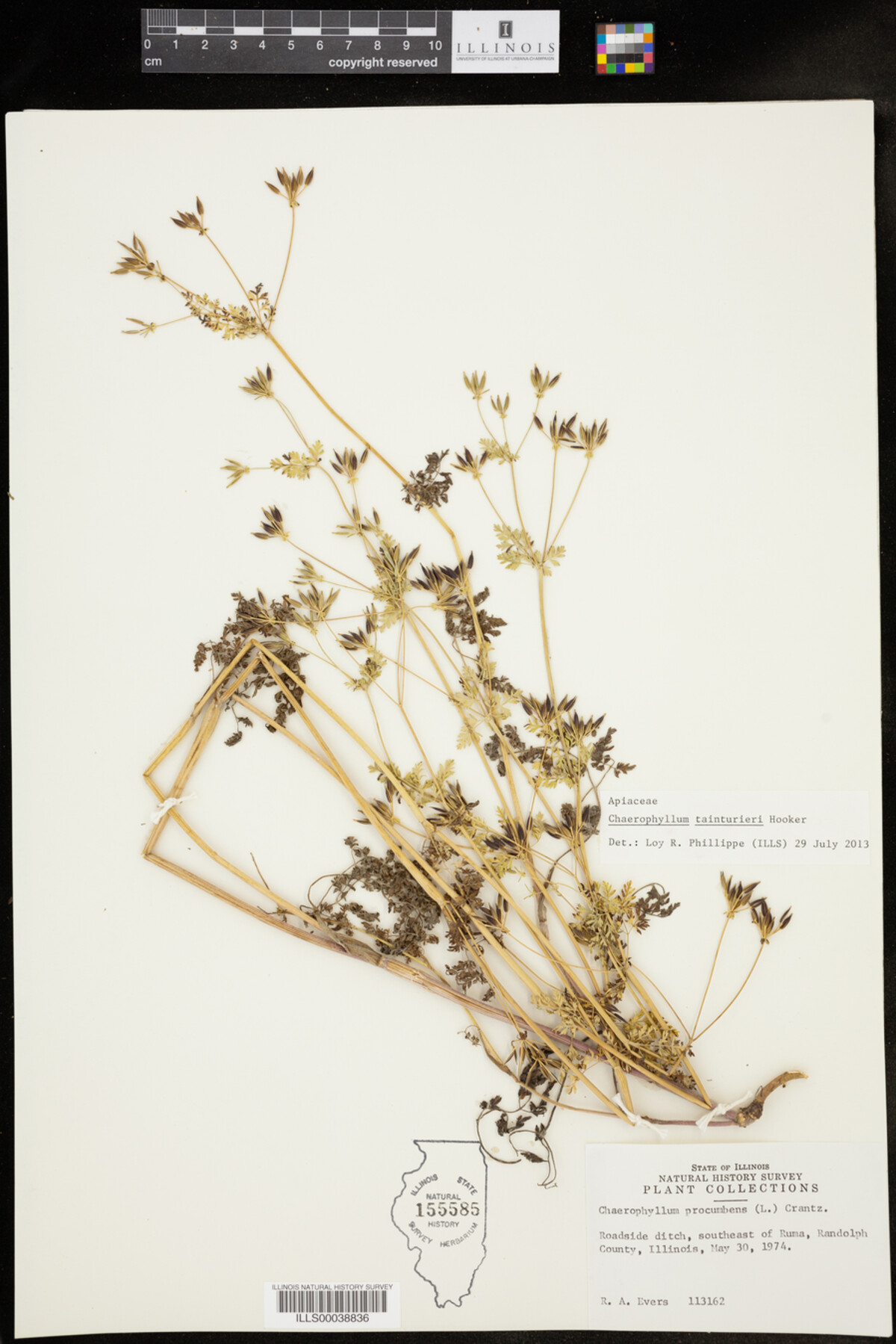 Chaerophyllum image