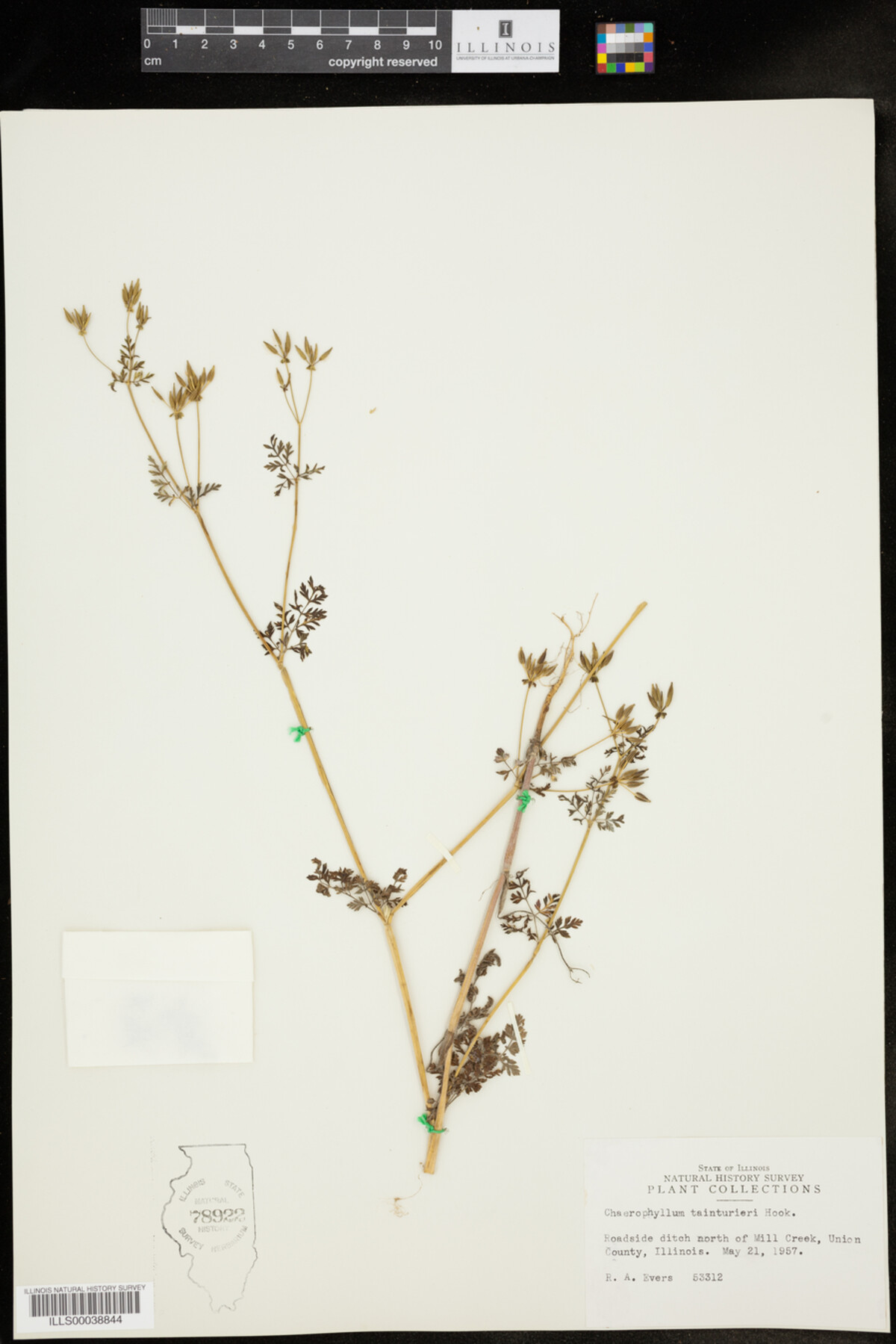 Chaerophyllum tainturieri image