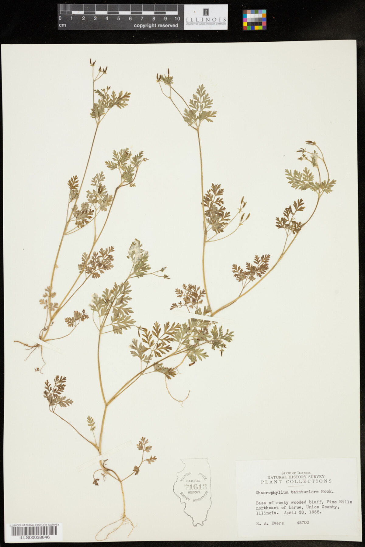 Chaerophyllum tainturieri image