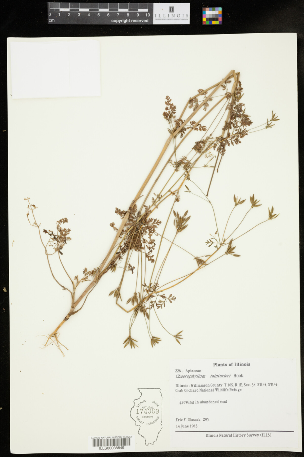 Chaerophyllum tainturieri image