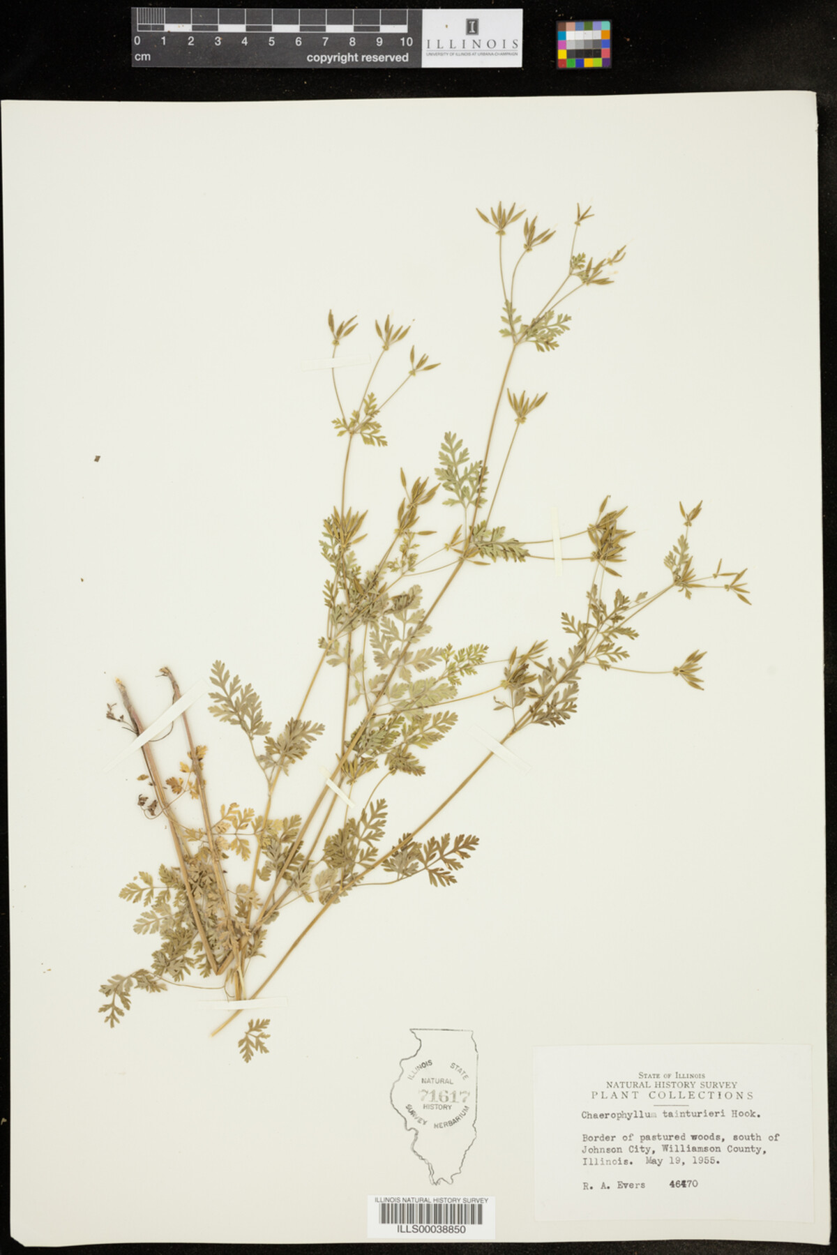 Chaerophyllum image