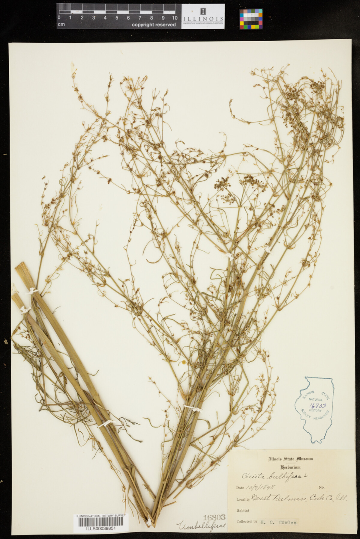 Cicuta bulbifera image