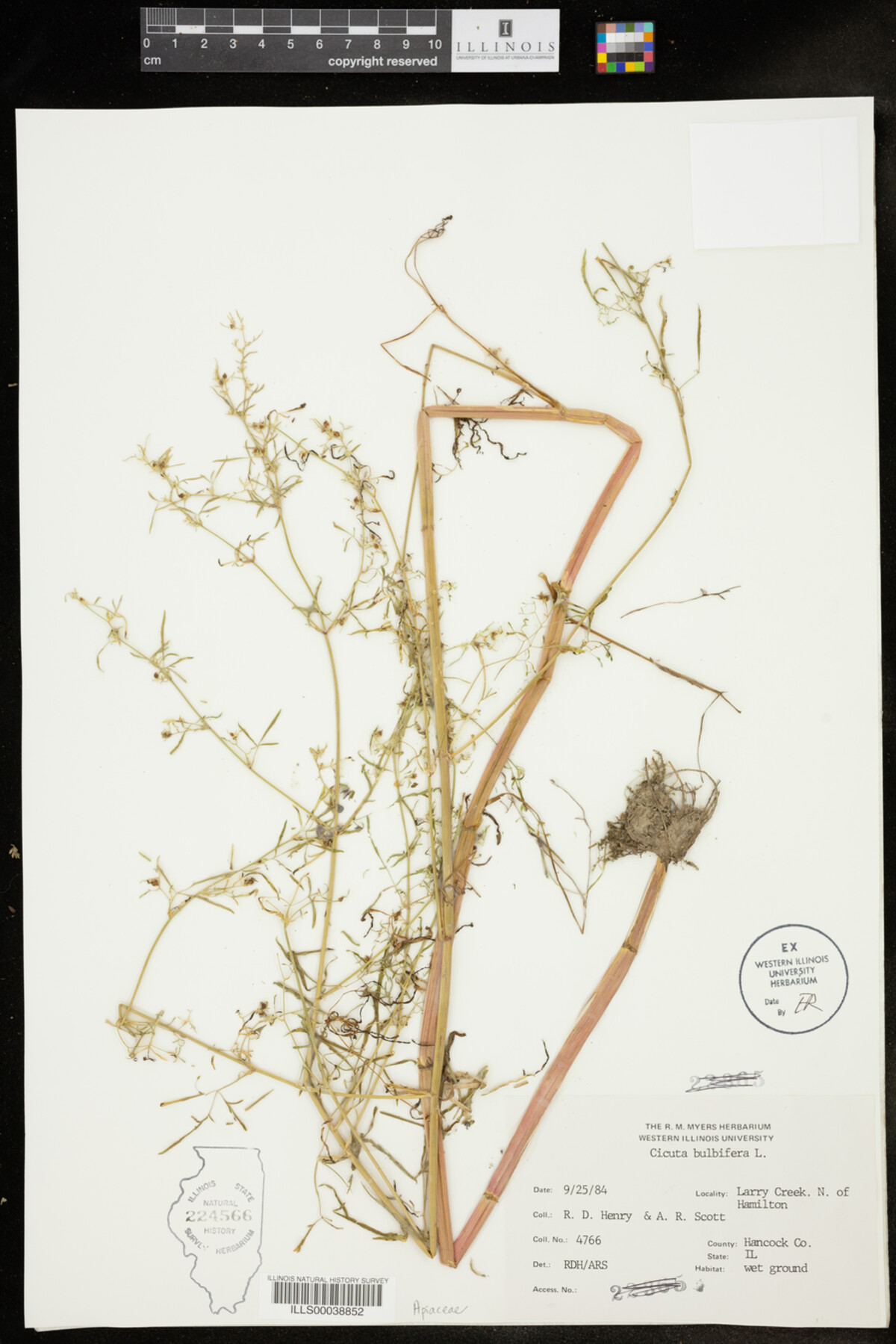 Cicuta bulbifera image