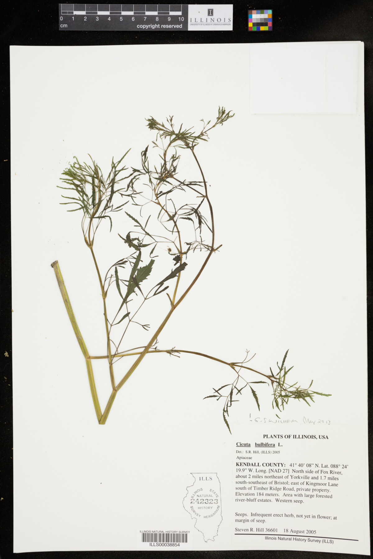 Cicuta bulbifera image